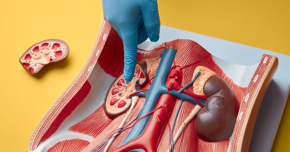 Dr Das Hospital Nephrology Kidney Evaluation